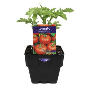 100mm Tomato Patio Prize - Lycopersicon esculentum