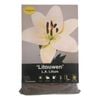 Yarra Valley Bulbs Lilium Litouwen - 4 Pack