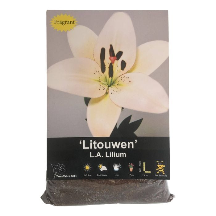Yarra Valley Bulbs Lilium Litouwen - 4 Pack