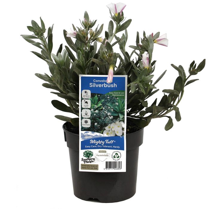 140mm Silverbush - Convolvulus cneorum