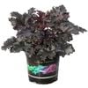 14cm Black Taffeta Coral Bells - Heuchera