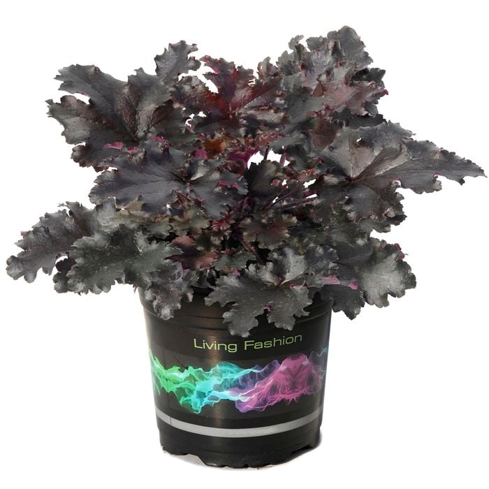14cm Black Taffeta Coral Bells - Heuchera
