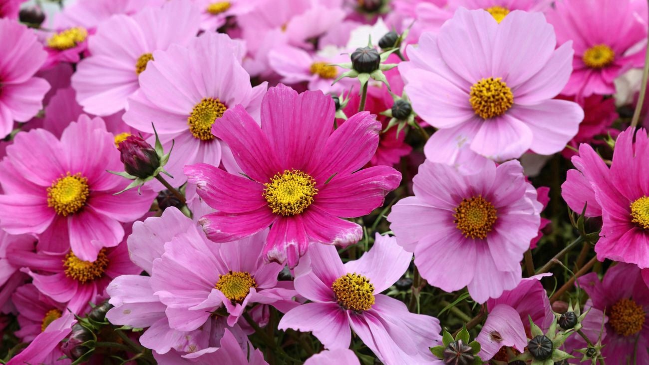 Close up photo of light and dark pink cosmos flowers with yellow centres.
