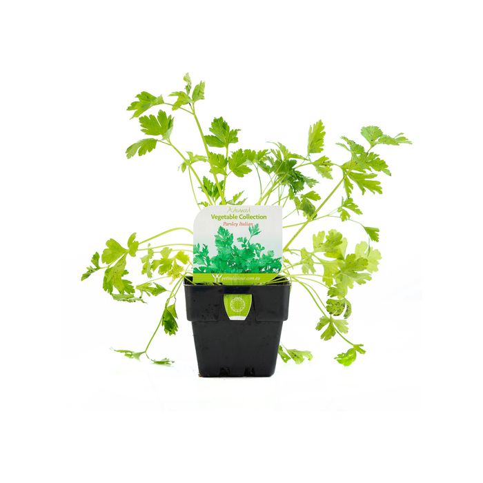 100mm Parsley Italian - Petroselinum Crispum var. neapolitanum