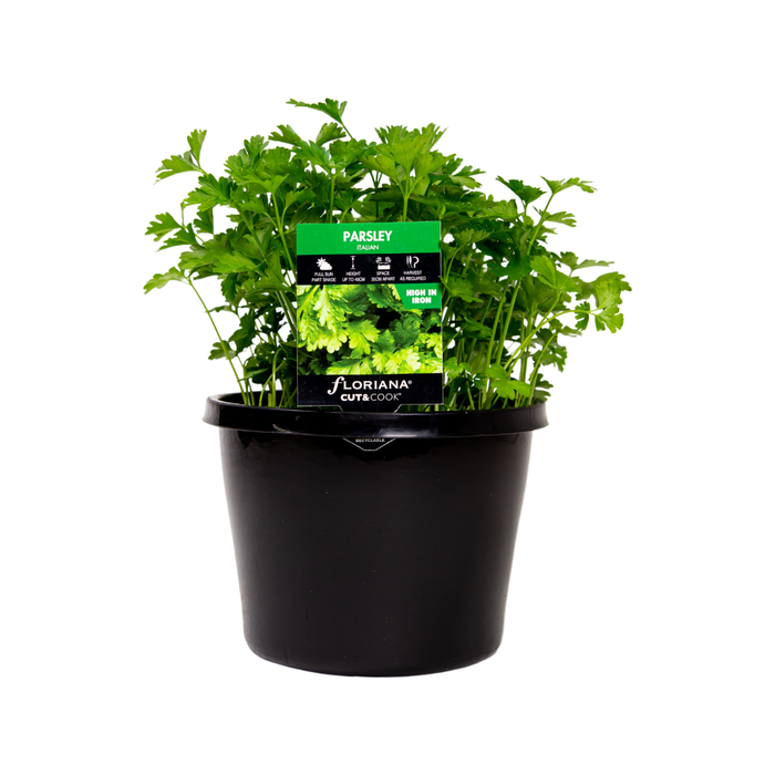 180mm Parsley Italian - Petroselinum crispum Neopolitanum