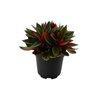 120mm Peperomia Rosso - Peperomia rosso PBR