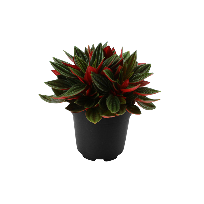 120mm Peperomia Rosso - Peperomia rosso PBR