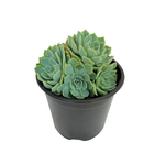 1.3L Assorted Echeveria - Echeveria pulvinata