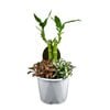 130mm Indoor Triple Planter Draceana And Fittonia