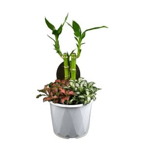 130mm Indoor Triple Planter Draceana And Fittonia