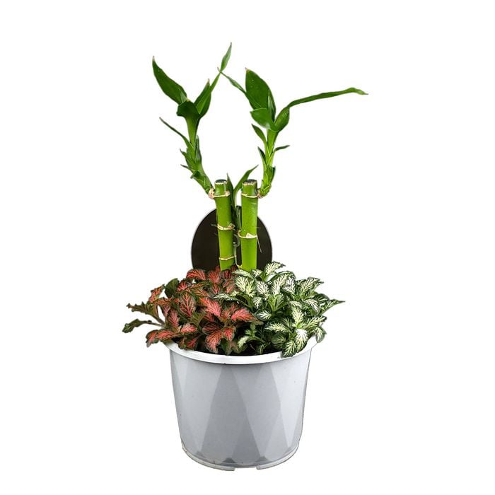 130mm Indoor Triple Planter Draceana And Fittonia
