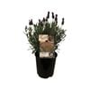 1.9L Lavender Ruffles Plumberry - Lavandula stoechas ssp. Pedunculata