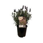 1.9L Lavender Ruffles Plumberry - Lavandula stoechas ssp. Pedunculata