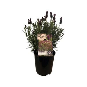 1.9L Lavender Ruffles Plumberry - Lavandula stoechas ssp. Pedunculata