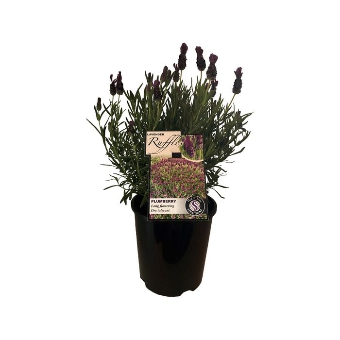 1.9L Lavender Ruffles Plumberry - Lavandula stoechas ssp. Pedunculata