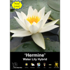 Yarra Valley Bulbs Waterlily Hermine - 1 Pack