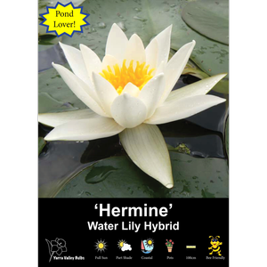 Yarra Valley Bulbs Waterlily Hermine - 1 Pack