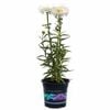 140mm Shasta Daisy - Leucanthenmum 'Paladin'