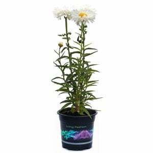 140mm Shasta Daisy - Leucanthenmum 'Paladin'