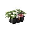 6 Cell White Flowers Range Impatiens