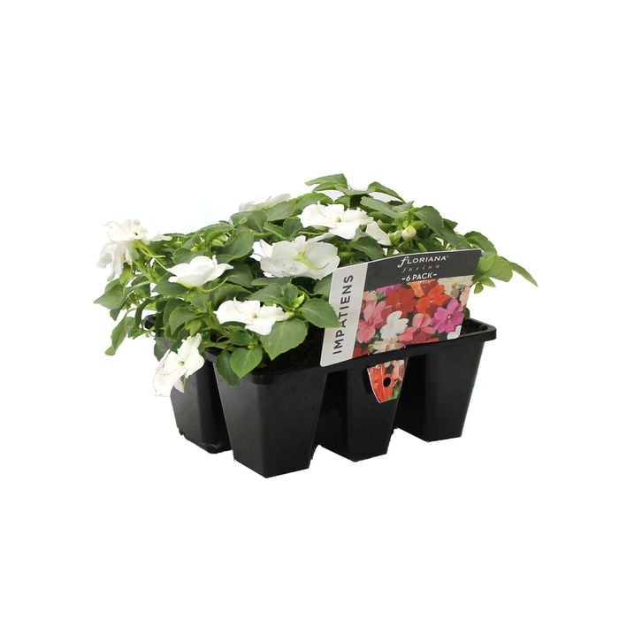 6 Cell White Flowers Range Impatiens