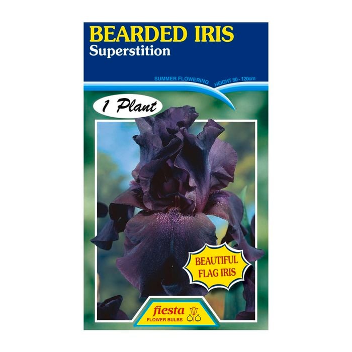 Fiesta Flower Bulbs Iris Germanica Superstition Bulb