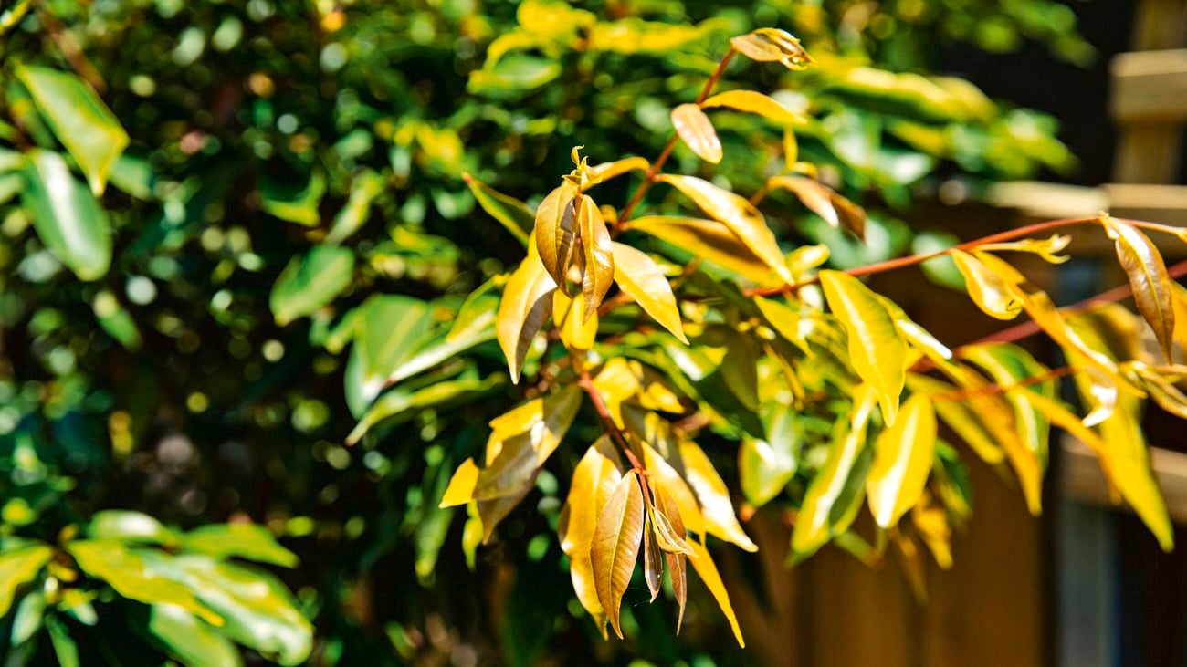 Close up of weeping lilly pilly plant