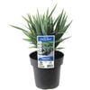 180mm Dianella Clarity Blue - Dianella species