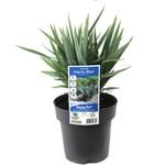 180mm Dianella Clarity Blue - Dianella species