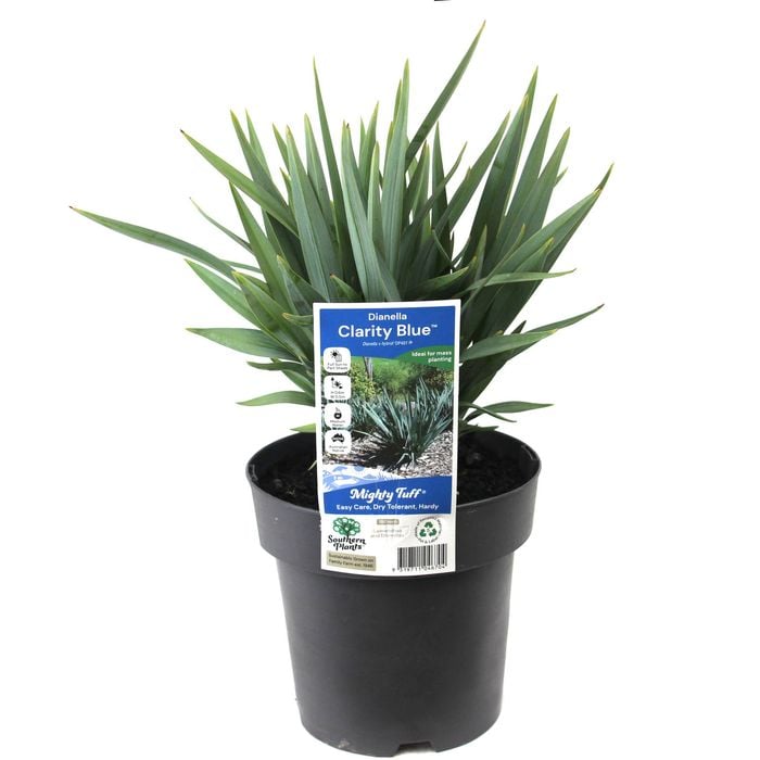 180mm Dianella Clarity Blue - Dianella species