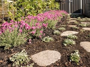 An image shows pavers on the pathway with plants in between.
