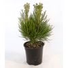 250mm Button Bush - Berzelia Lanuginosa