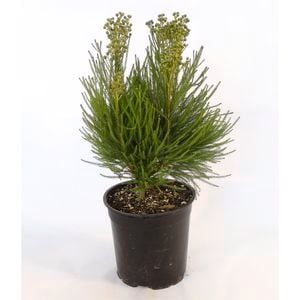 250mm Button Bush - Berzelia Lanuginosa