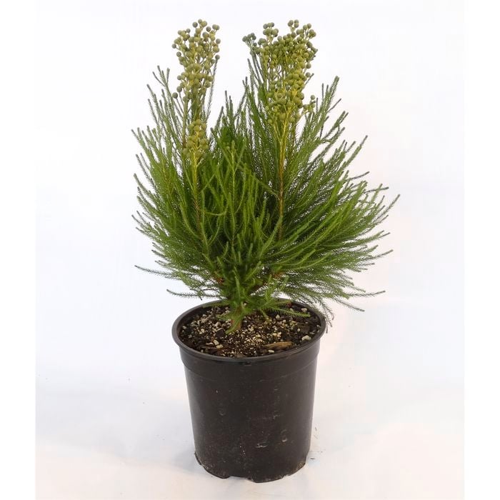 250mm Button Bush - Berzelia Lanuginosa