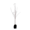 15L Maple - Acer palmatum Senkaki