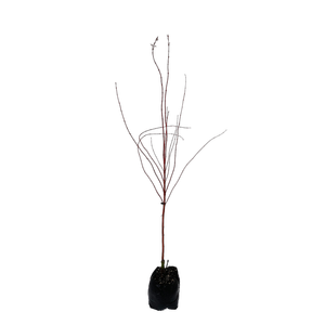 15L Maple - Acer palmatum Senkaki