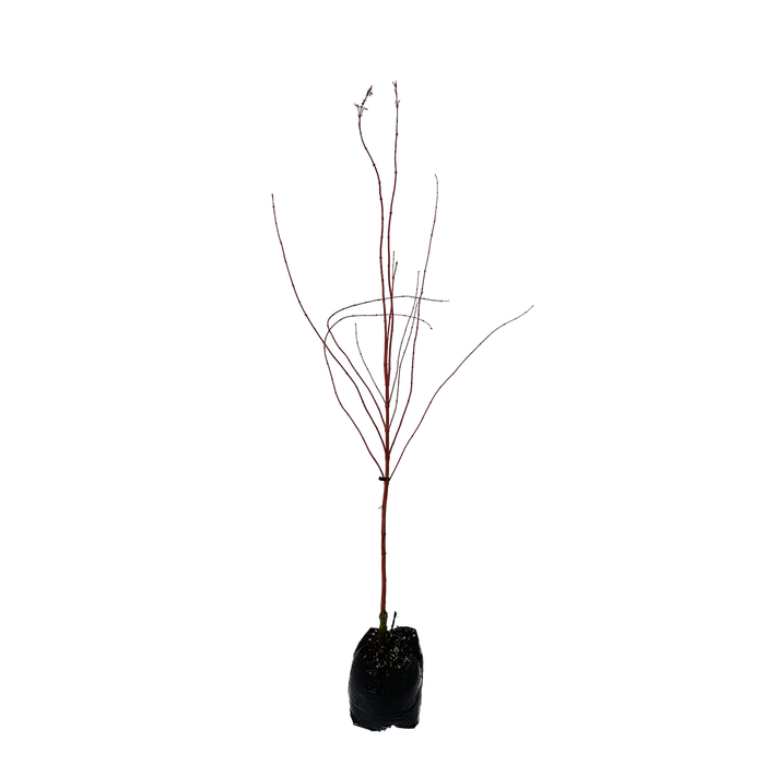 15L Maple - Acer palmatum Senkaki