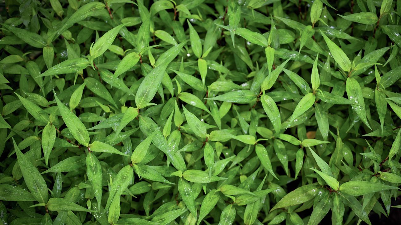 Dense green herb foliage with narrow leaves and water droplets.