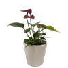 90mm Anthurium Baby Purple - Anthurium andreanum in Ceramic Pot