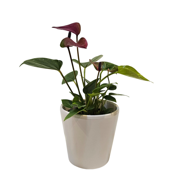 90mm Anthurium Baby Purple - Anthurium andreanum in Ceramic Pot