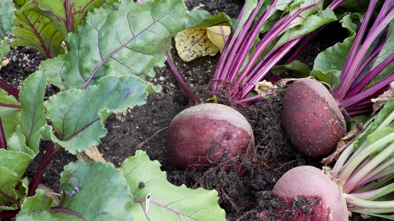 3 beetroots with stems, roots and leaves attached, sitting in soil.
