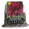 Yarra Valley Bulbs Rosedale Red Herbaceous Peony - Paeona lactiflora x hybrida