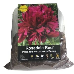 Yarra Valley Bulbs Rosedale Red Herbaceous Peony - Paeona lactiflora x hybrida