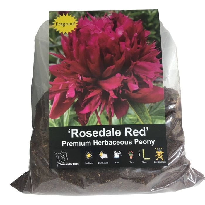 Yarra Valley Bulbs Rosedale Red Herbaceous Peony - Paeona lactiflora x hybrida