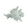 Maine & Crawford 7 Seas Resin 19cm Shell Ornament - Turquoise