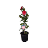 2L Camellia Black Tie - Camellia japonica