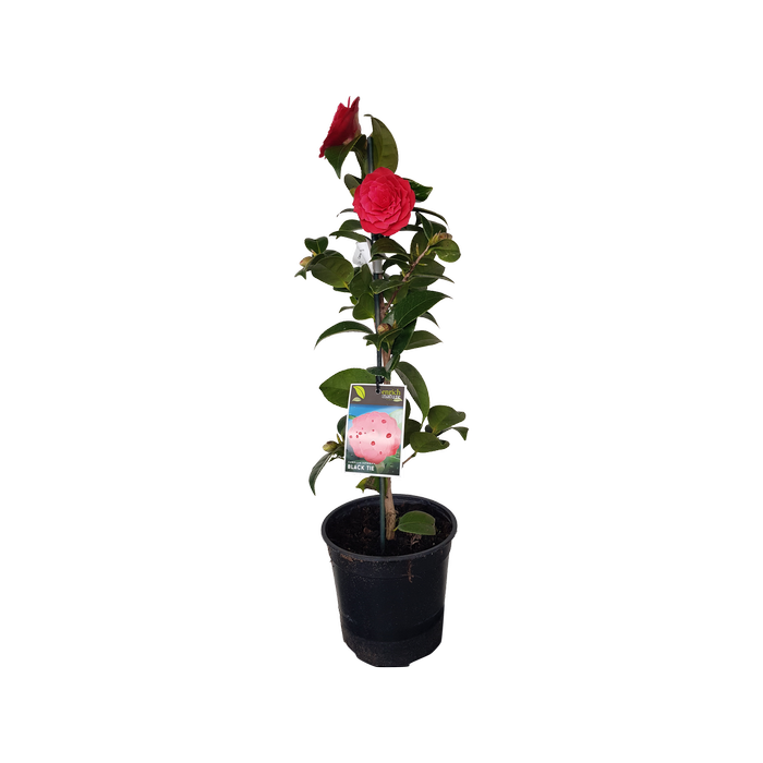 2L Camellia Black Tie - Camellia japonica