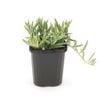 95mm String Of Bananas - Senecio radicans