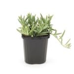 95mm String Of Bananas - Senecio radicans