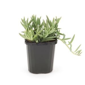 95mm String Of Bananas - Senecio radicans